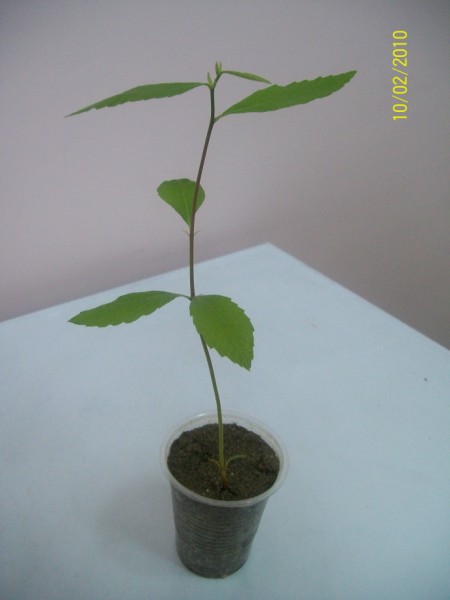 Name:  100_0832 (450 x 600).jpg
Views: 4083
Size:  40.4 KB