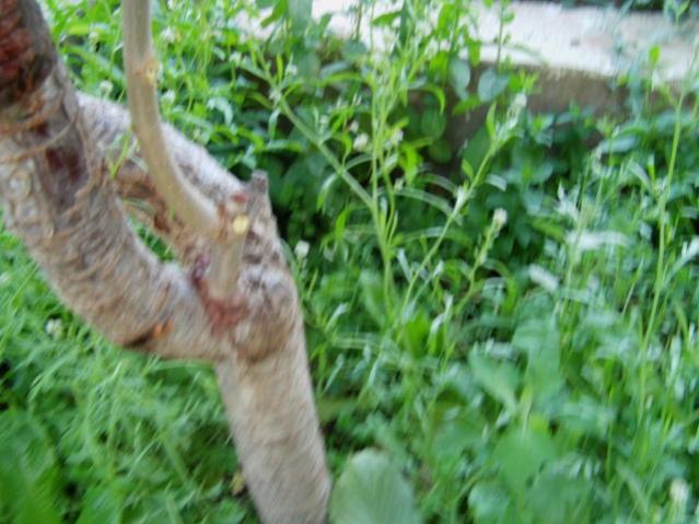 Name:  a dosyas.jpg
Views: 23633
Size:  50.0 KB