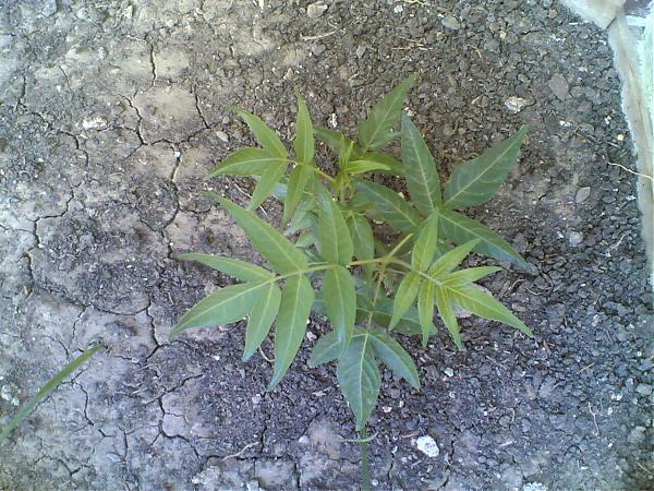 Name:  acer palmatum.jpg
Views: 1620
Size:  85.7 KB