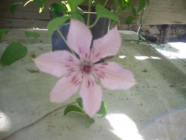 Name:  SDC11399.jpg
Views: 4177
Size:  37.3 KB