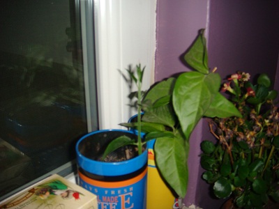 Name:  eyll 22100 006.JPG
Views: 6450
Size:  59.5 KB