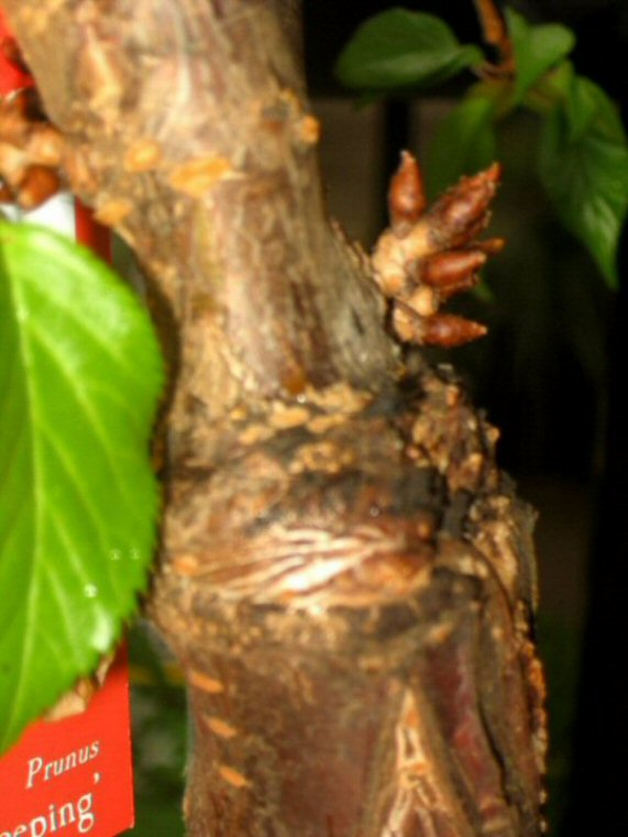 Name:  015.JPG
Views: 17962
Size:  69.5 KB