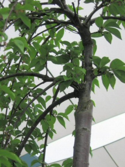 Name:  017.JPG
Views: 17708
Size:  62.1 KB