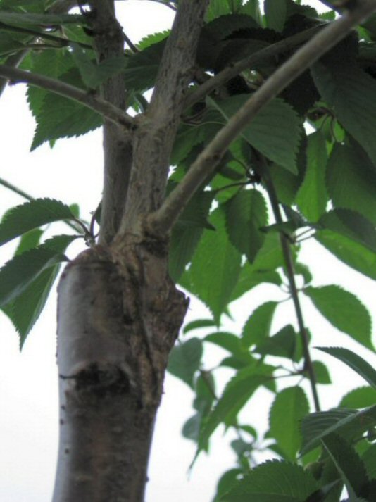Name:  026.JPG
Views: 17713
Size:  67.9 KB