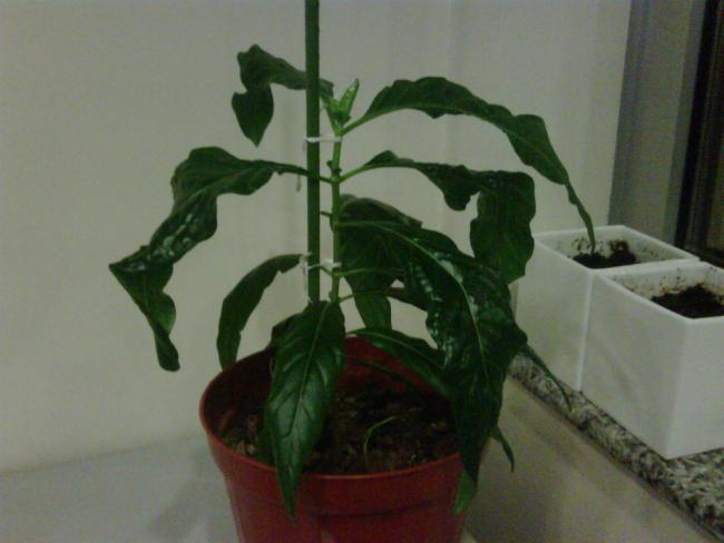 Name:  NONI.jpg
Views: 1107
Size:  29.9 KB