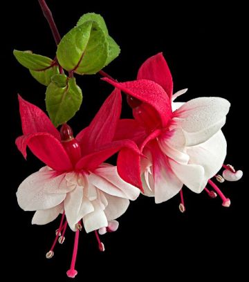 Name:  kupecicegi-fushia.jpg
Views: 11389
Size:  19.9 KB