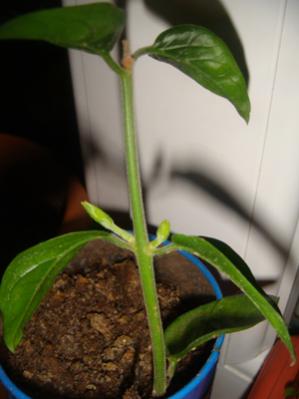 Name:  ubat 14 017.jpg
Views: 8305
Size:  15.9 KB