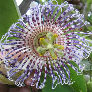 Name:  PASSIFLORAACTINIAC2.jpg
Views: 1911
Size:  39.4 KB
