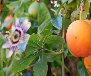 Name:  PASSIFLORAACTINIAC6.jpg
Views: 1341
Size:  23.3 KB