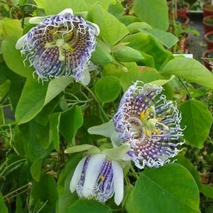 Name:  PASSIFLORAACTINIAC7.jpg
Views: 1412
Size:  32.0 KB