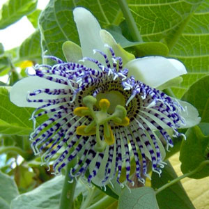 Name:  PASSIFLORAACTINIAC8.jpg
Views: 1562
Size:  32.8 KB
