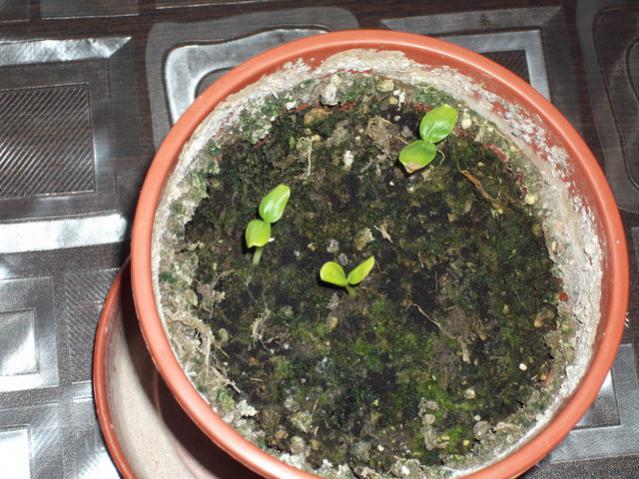 Name:  DSCF0840.jpg
Views: 1813
Size:  65.2 KB