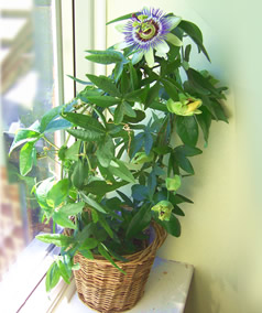 Name:  PassionFlowerCreamBasketL.jpg
Views: 898
Size:  26.6 KB