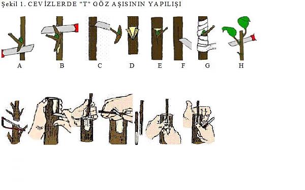 Name:  cev1.jpg
Views: 25307
Size:  30.7 KB