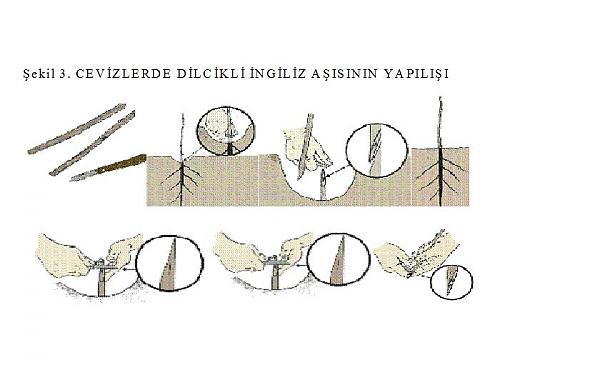 Name:  cev3.jpg
Views: 21350
Size:  27.5 KB