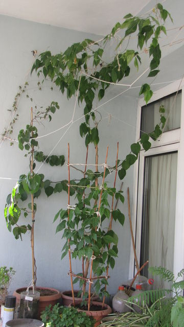 Name:  iplkjhgfdcdjmnukujhj.jpg
Views: 1067
Size:  44.5 KB
