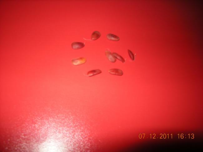 Name:  DSCN5507.jpg
Views: 2834
Size:  18.1 KB