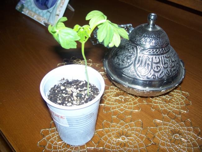 Name:  100_5046.jpg
Views: 1858
Size:  64.8 KB