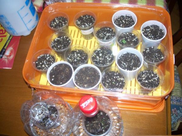 Name:  100_5050 (600 x 450).jpg
Views: 1338
Size:  54.2 KB