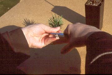 Name:  cut3.jpg
Views: 6400
Size:  15.2 KB