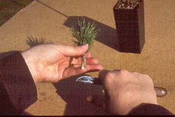 Name:  cut4.jpg
Views: 6370
Size:  16.6 KB