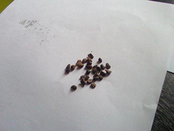 Name:  Photo-0052.jpg
Views: 12500
Size:  20.3 KB