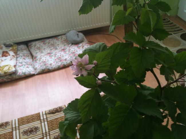 Name:  aydn 009.jpg
Views: 14089
Size:  37.5 KB