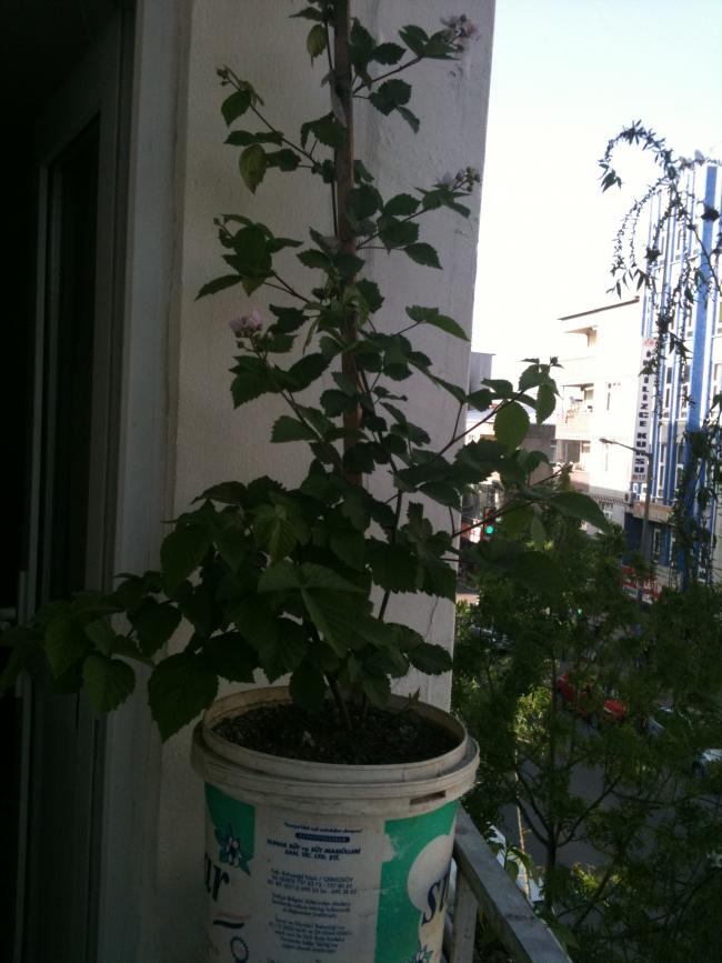 Name:  aydn 015.jpg
Views: 14519
Size:  66.4 KB