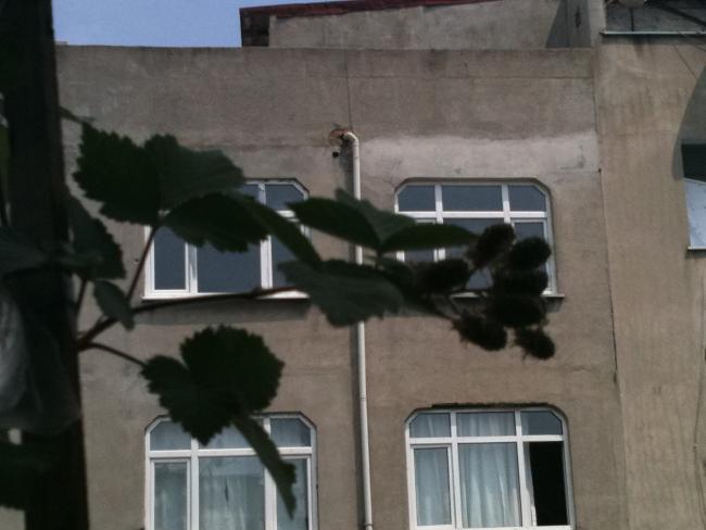 Name:  aydn 034.jpg
Views: 14083
Size:  33.0 KB