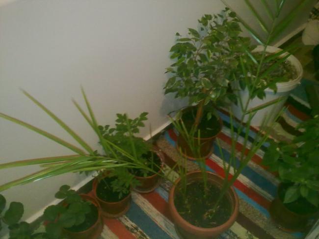 Name:  11072012035.jpg
Views: 17055
Size:  31.2 KB