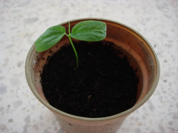 Name:  passion fruit.jpg
Views: 1116
Size:  39.3 KB