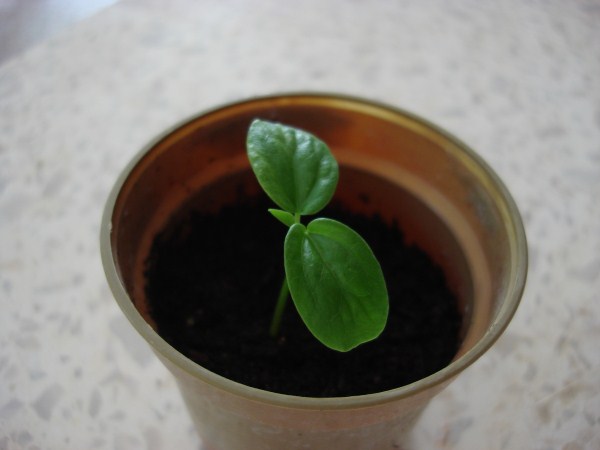 Name:  germination.jpg
Views: 1006
Size:  31.6 KB