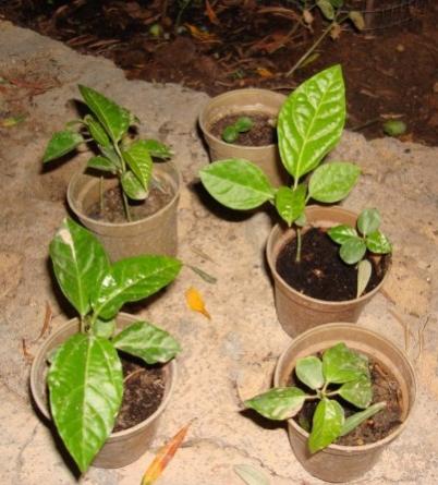 Name:  passiflora seedlings.jpg
Views: 1963
Size:  35.5 KB