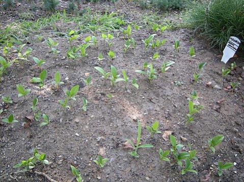 Name:  DSCN5726.jpg
Views: 2026
Size:  56.0 KB