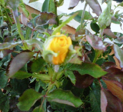Name:  020.jpg
Views: 8438
Size:  56.5 KB