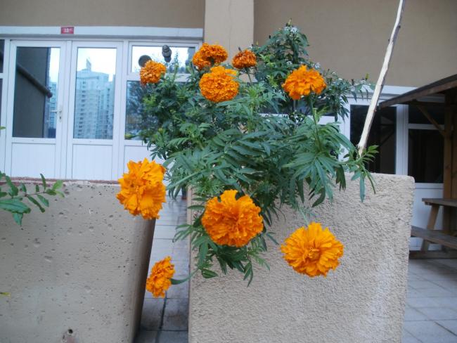 Name:  kadi.jpg
Views: 3494
Size:  54.1 KB