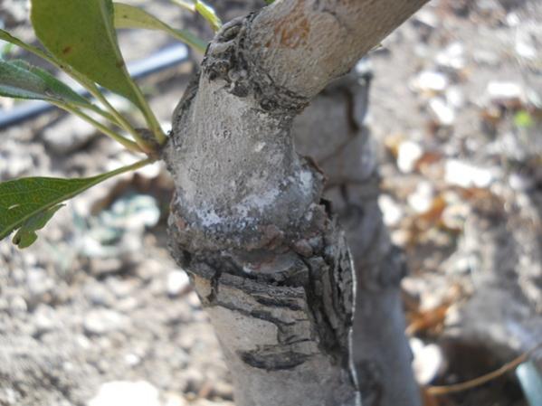 Name:  20121120-033.jpg
Views: 2918
Size:  39.0 KB