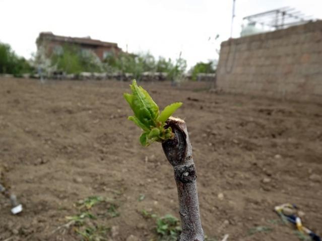 Name:  DSCF0958.jpg
Views: 3760
Size:  31.8 KB