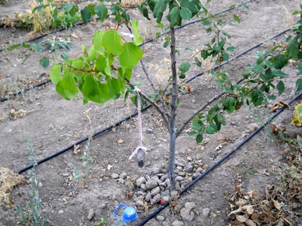 Name:  DSCN2668.jpg
Views: 2966
Size:  71.9 KB