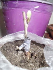 Name:  DSCF1921.jpg
Views: 2881
Size:  64.2 KB