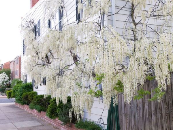 Name:  wisteria-sinensis-alba-81-p.jpg
Views: 17144
Size:  68.6 KB