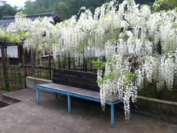 Name:  white_wisteria___shiroi_fuji___japanese_temple__by_smallsmiles-d5av50u.jpg
Views: 4787
Size:  53.4 KB