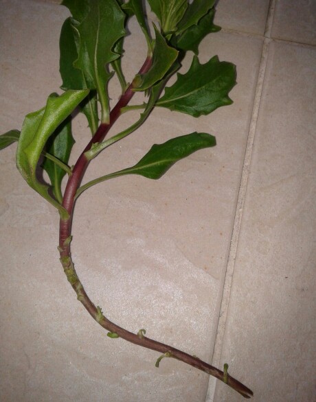 Name:  20130119_165050-1.jpg
Views: 5244
Size:  63.8 KB