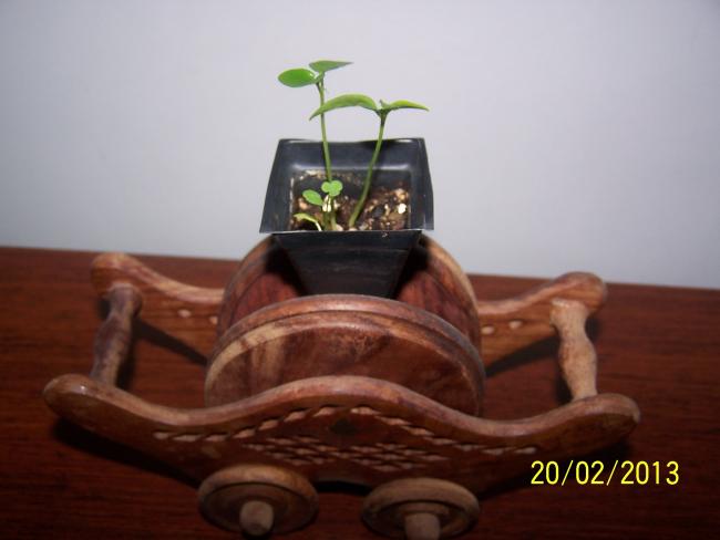 Name:  006.jpg
Views: 1202
Size:  26.8 KB