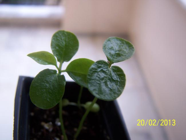 Name:  013.jpg
Views: 1246
Size:  23.6 KB