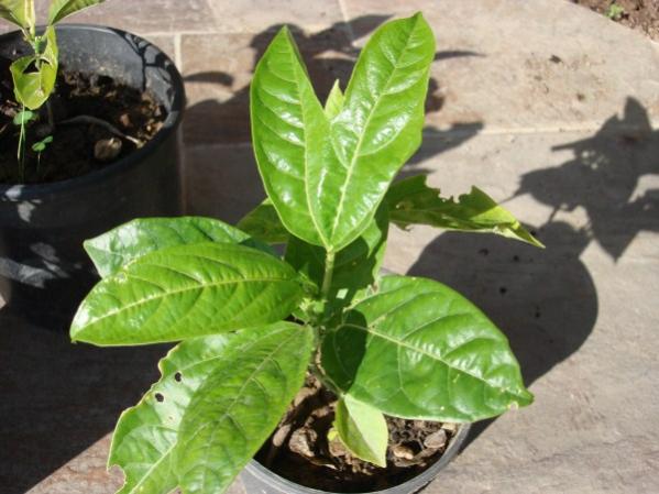 Name:  leaf characteristics.jpg
Views: 1356
Size:  43.5 KB