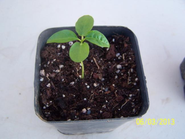 Name:  026.jpg
Views: 1248
Size:  32.1 KB
