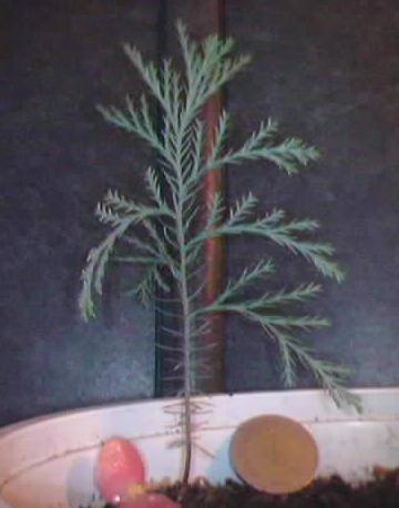 Name:  picea  p.JPG
Views: 32767
Size:  19.4 KB