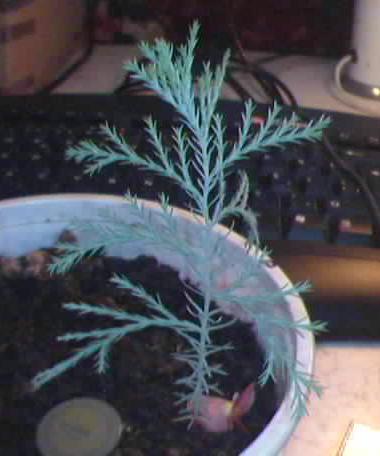 Name:  picea p.JPG
Views: 33510
Size:  21.8 KB