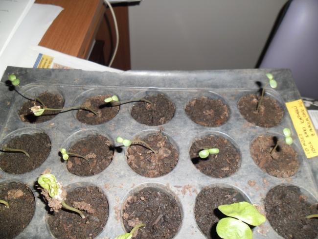 Name:  zinnia.jpg
Views: 1347
Size:  50.2 KB